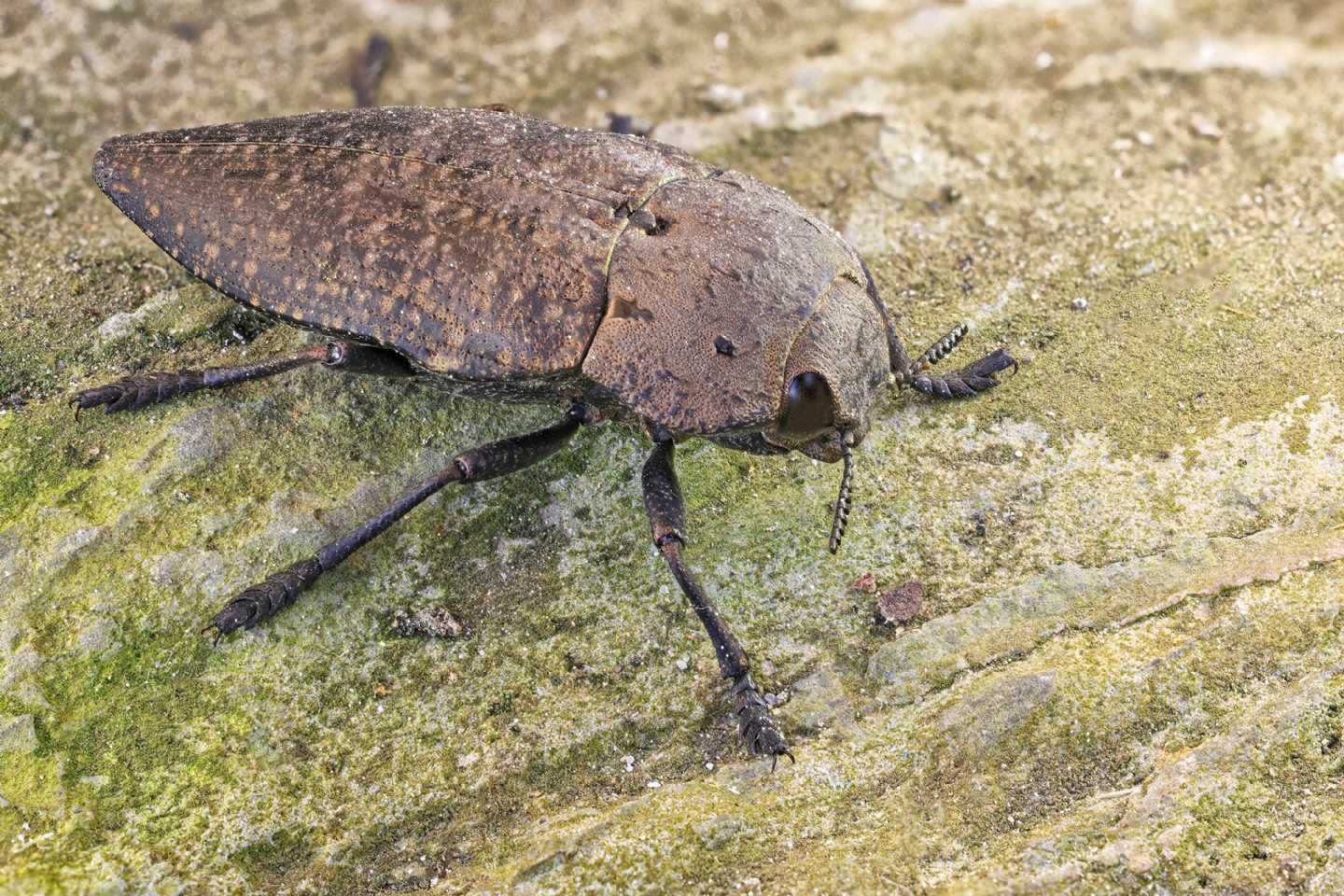 Buprestidae: Capnodis tenebricosa? S.